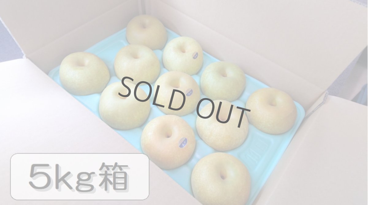 画像1: 幸水　5ｋｇ箱（16〜8個入り） (1)