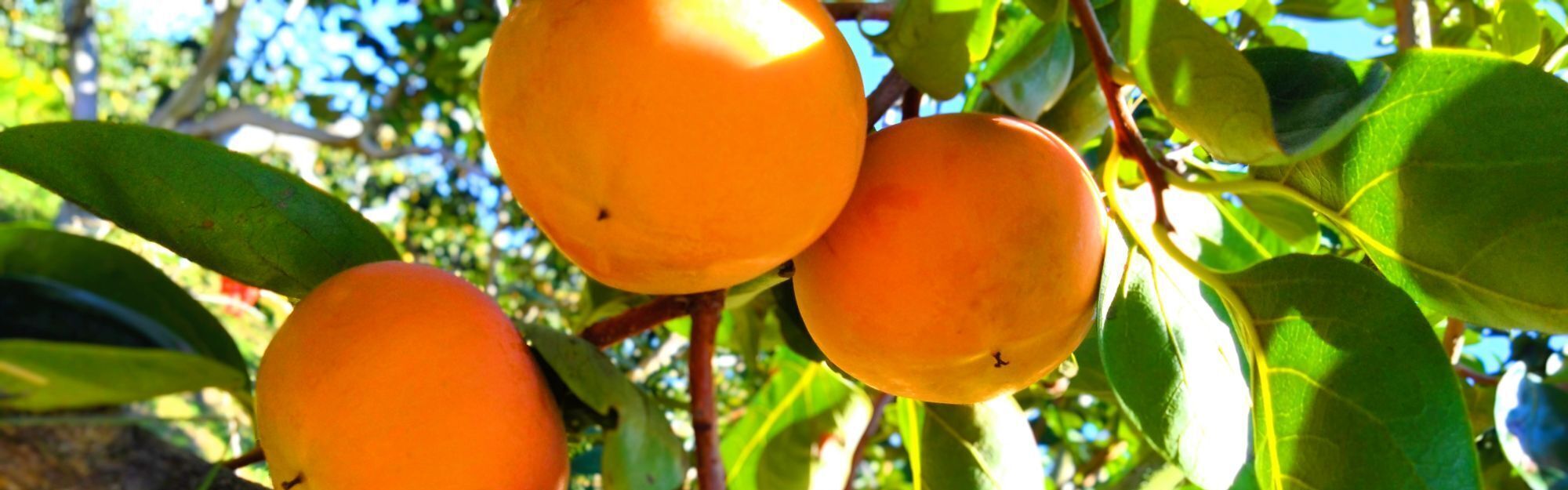 しかの農園】梨/柿の通販用ページ 山之上から全国へお届けします。