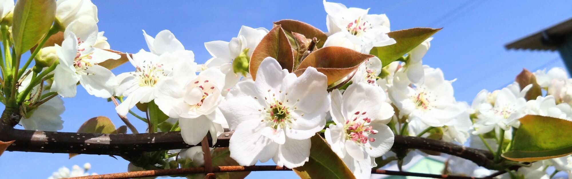 梨の絵 しかの農園】梨/柿の通販用ページ 山之上から全国へお届けします。