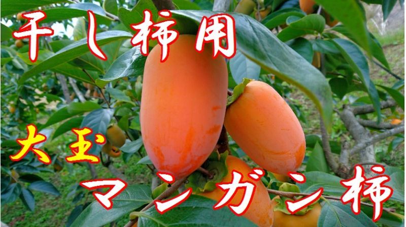 画像1: マンガン柿(美濃万願)　大玉　16〜18個入り　【干し柿用渋柿】